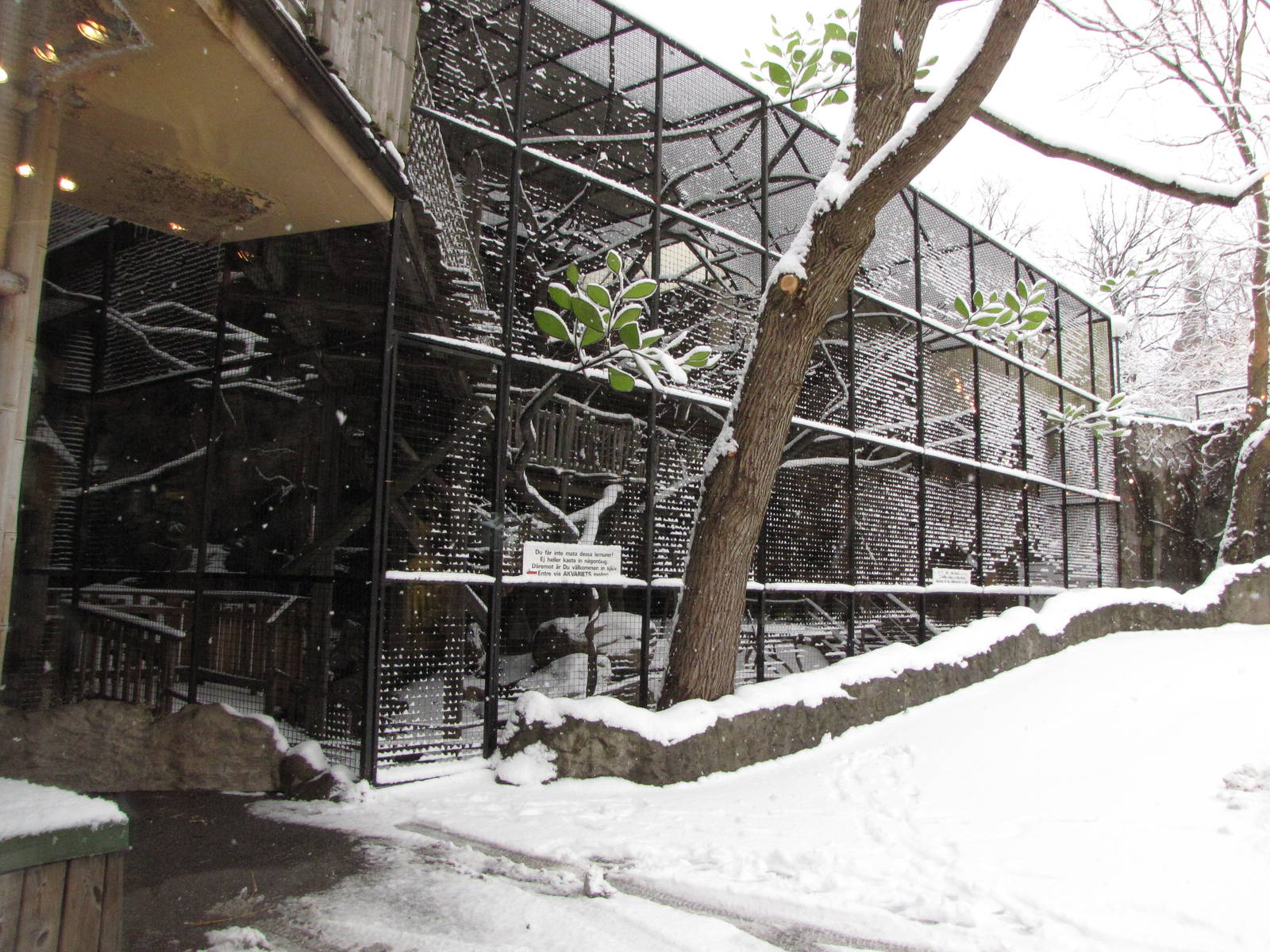 Ring-tailed lemur enclosure at Skansen-Akvariet