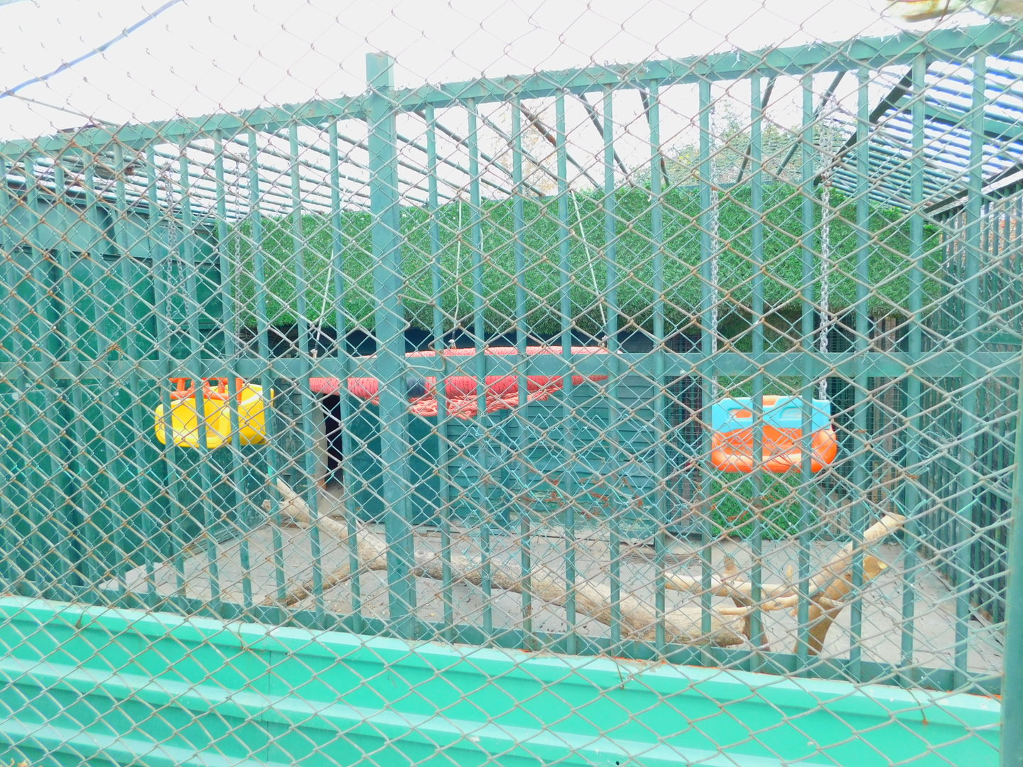 Ring-Tailed Lemur Enclosure at the Karatay Zoo
