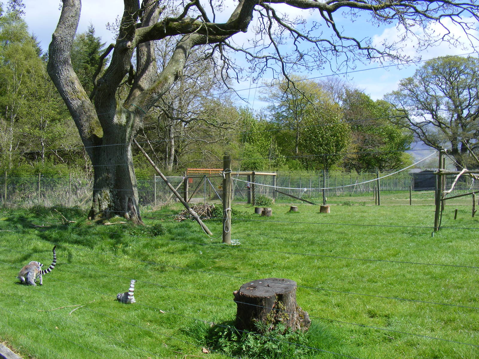 Ring-tailed lemur enclosure at Trotters World of Animals, 15 May 2010