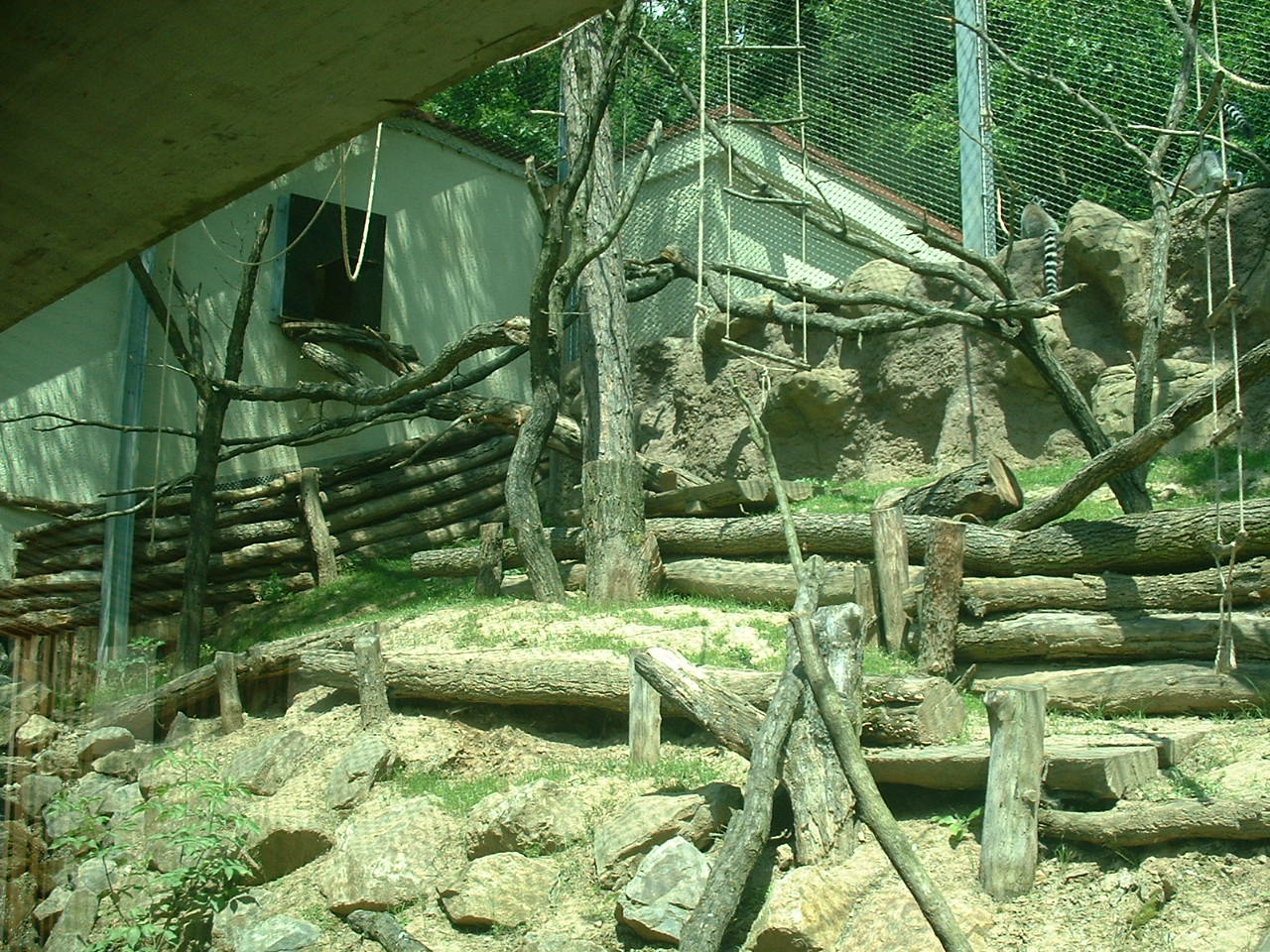 Ring-tailed Lemur Enclosure - Brno Zoo, July 2013