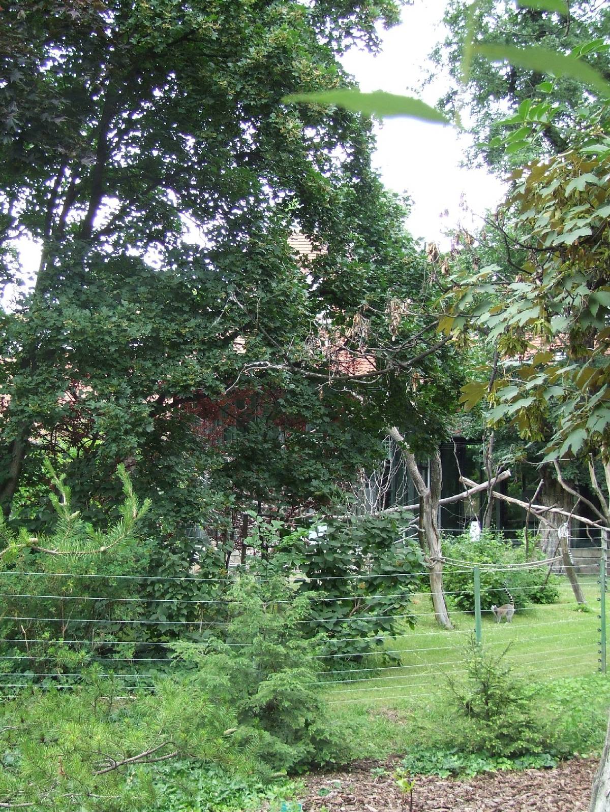 Ring-tailed lemur enclosure @ Budapest Zoo