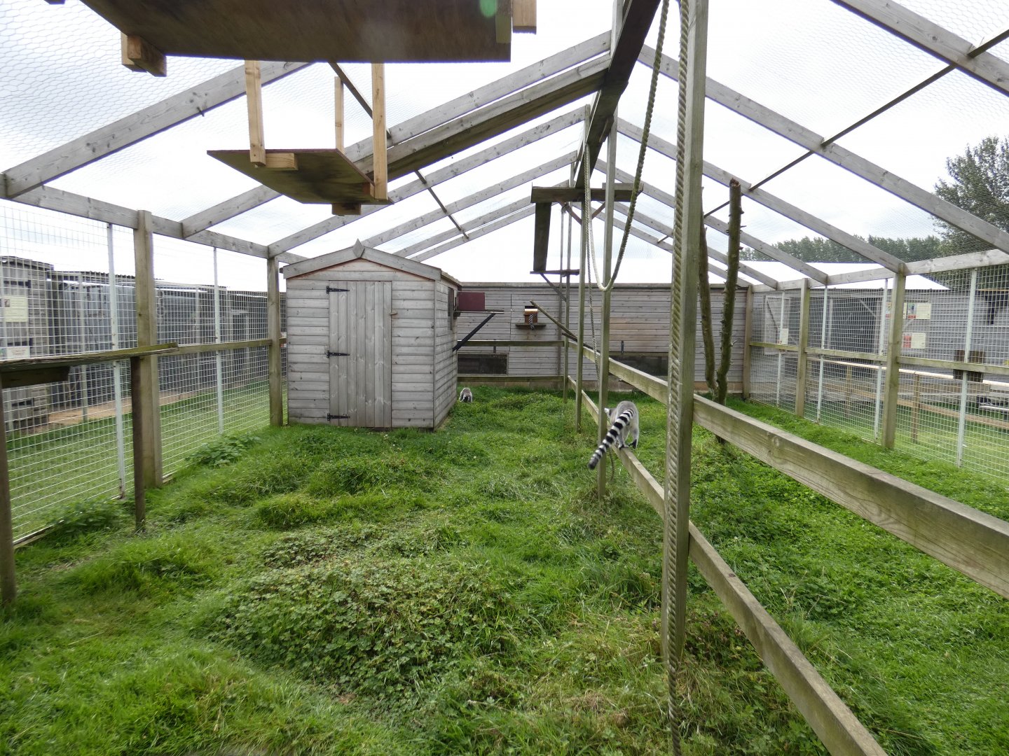 Ring-tailed lemur enclosure (Camel Park Oasis)