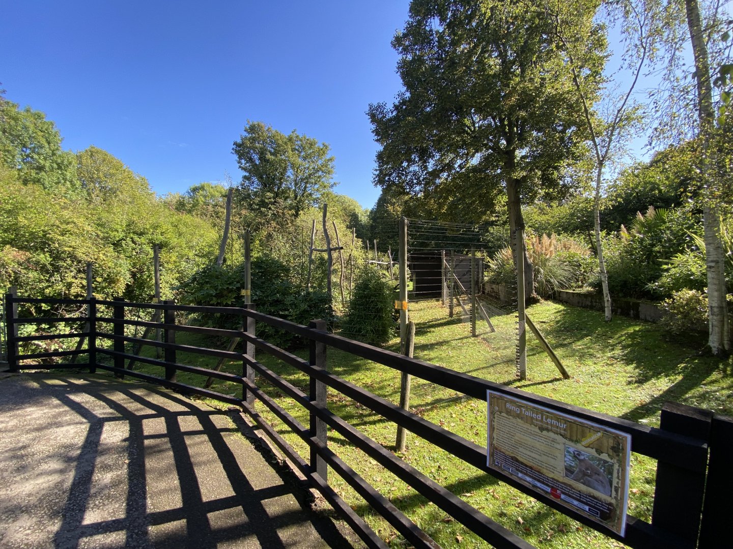Ring tailed lemur enclosure image 1