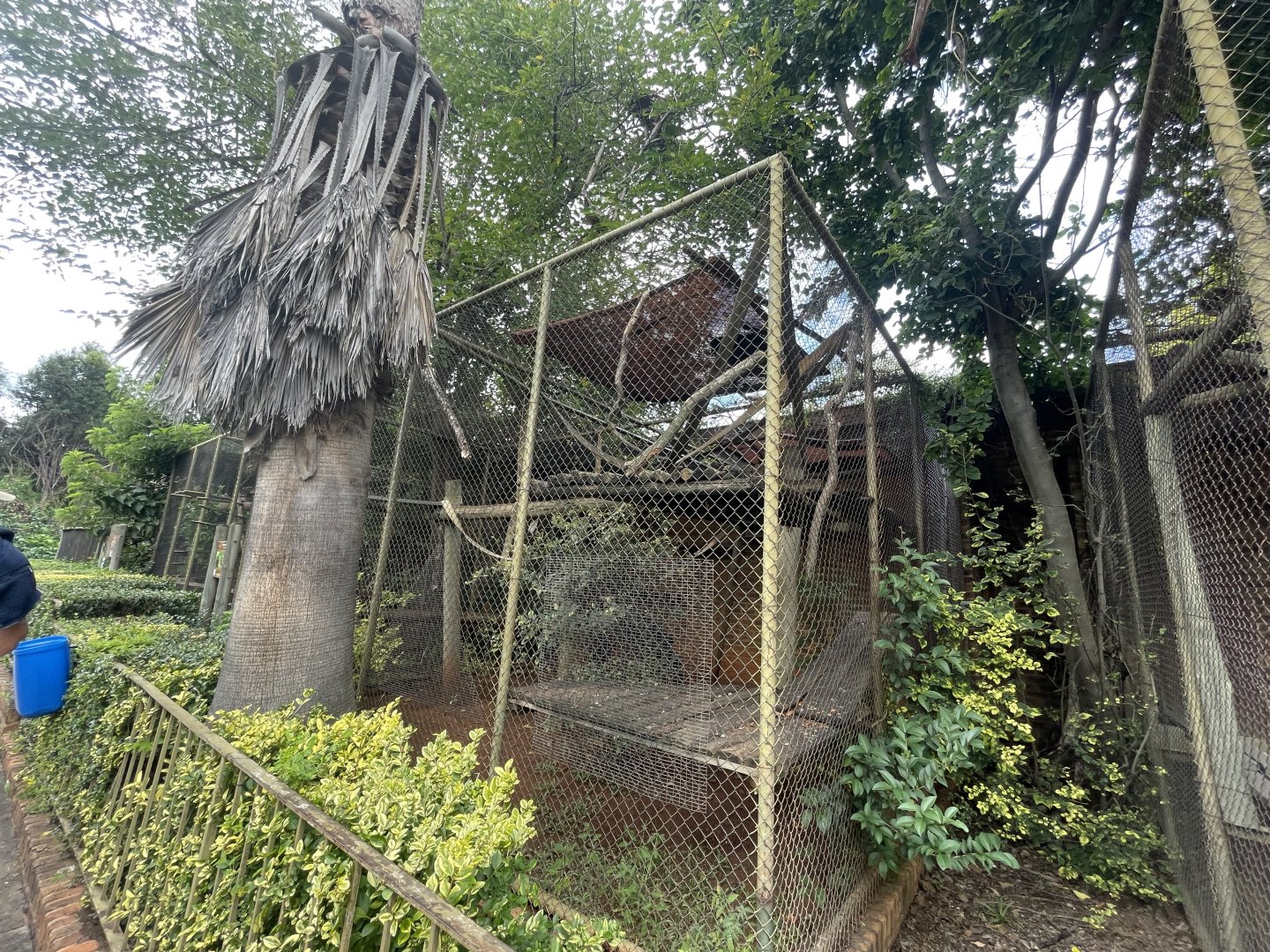 Ring-Tailed Lemur Enclosure (Lemur catta)