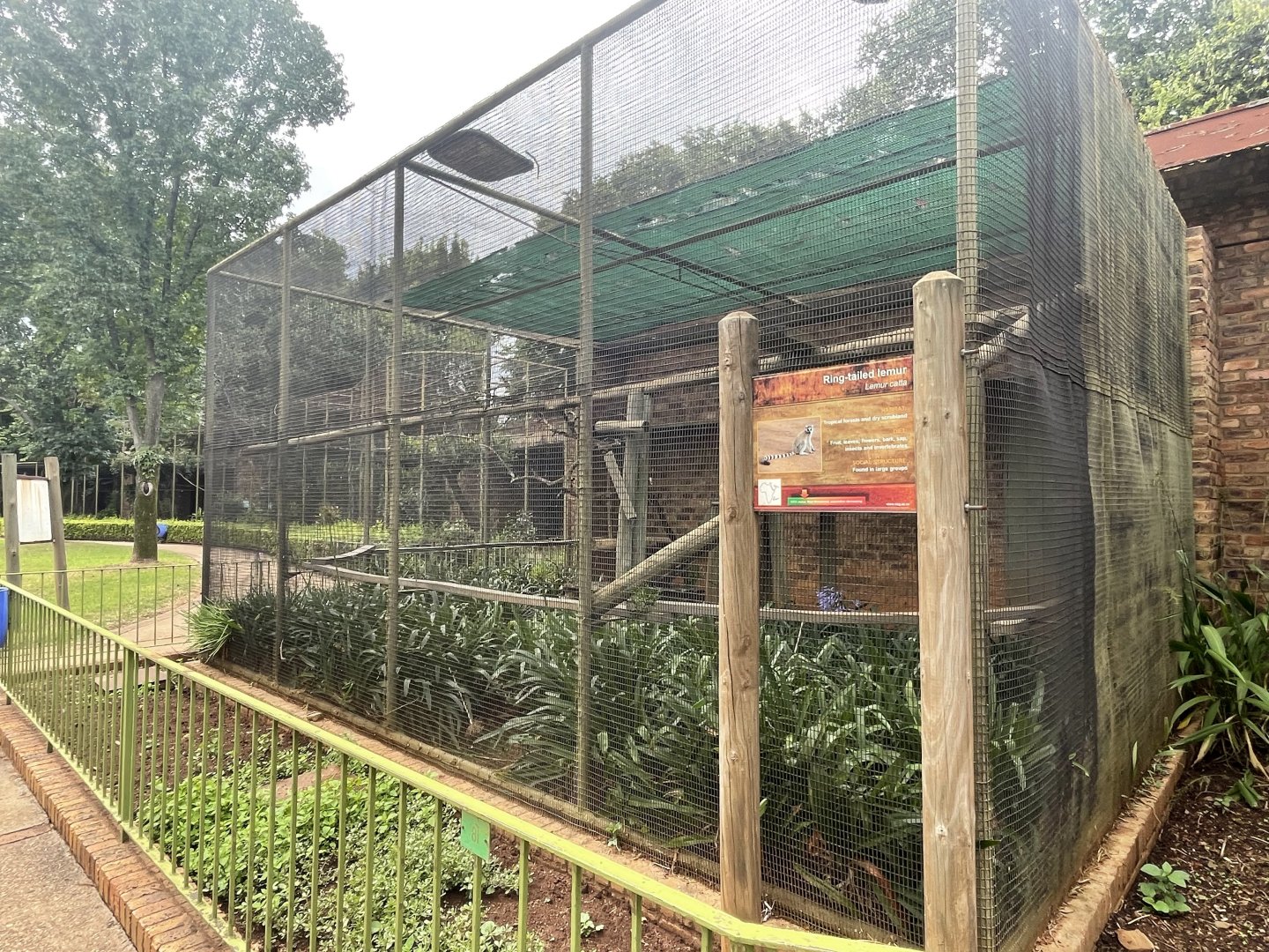 Ring-tailed Lemur Enclosure (Lemur catta)