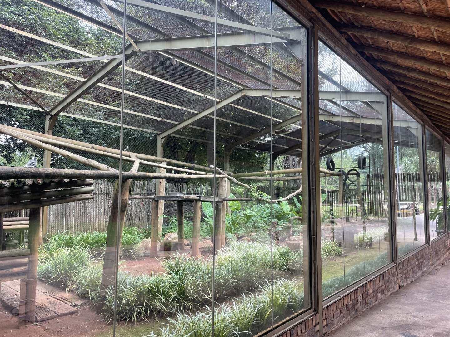 Ring-tailed Lemur Enclosure (Lemur catta)
