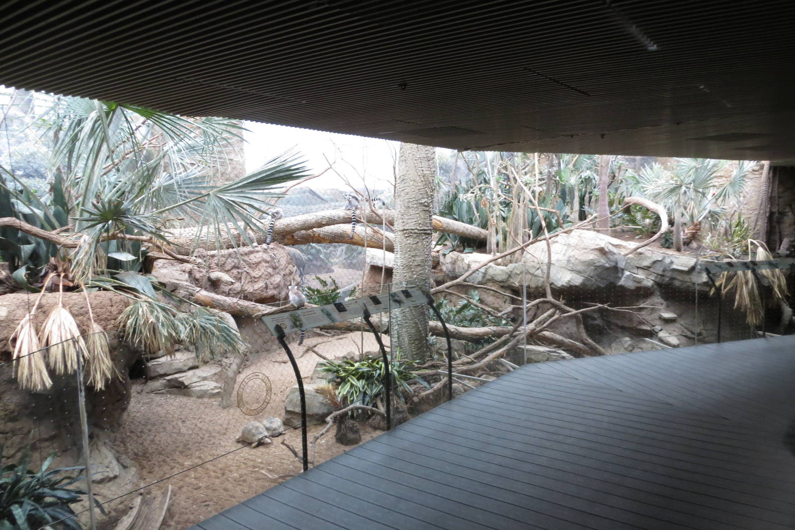 Ring-tailed Lemur enclosure - Madagascar 031215