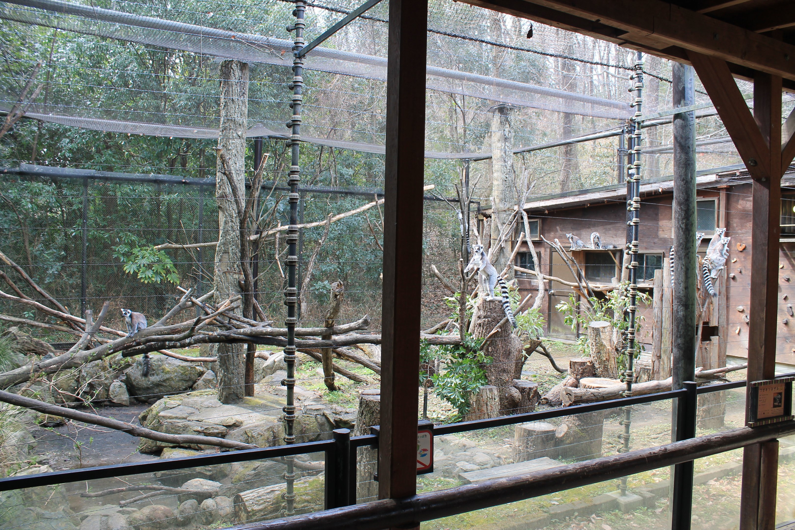 Ring-tailed Lemur enclosure - Saitama Childrens Zoo