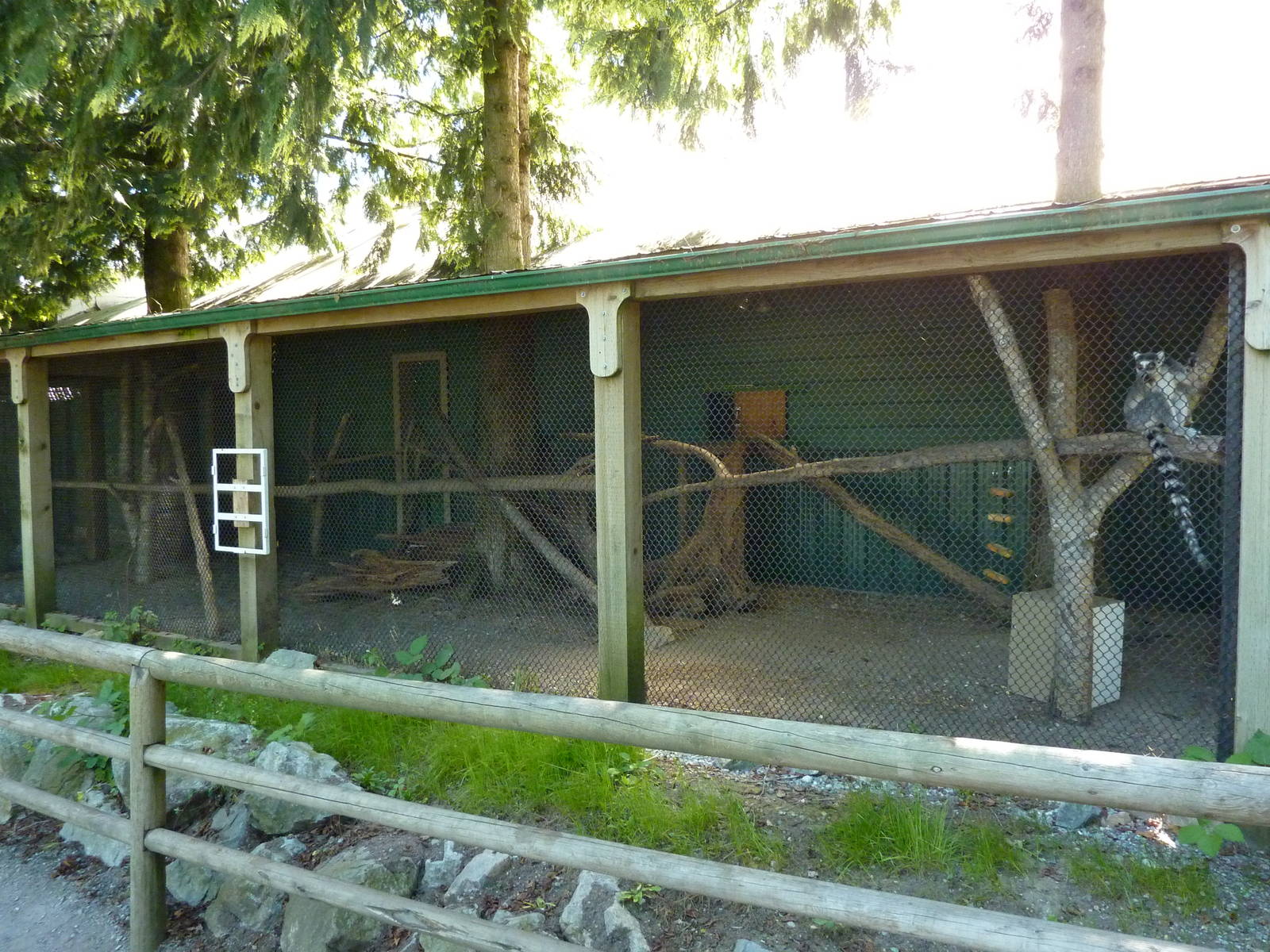 Ring-Tailed Lemur Enclosure