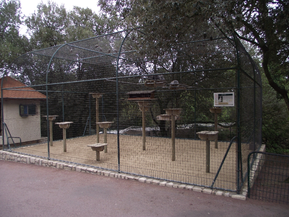Ring-Tailed Lemur Enclosure