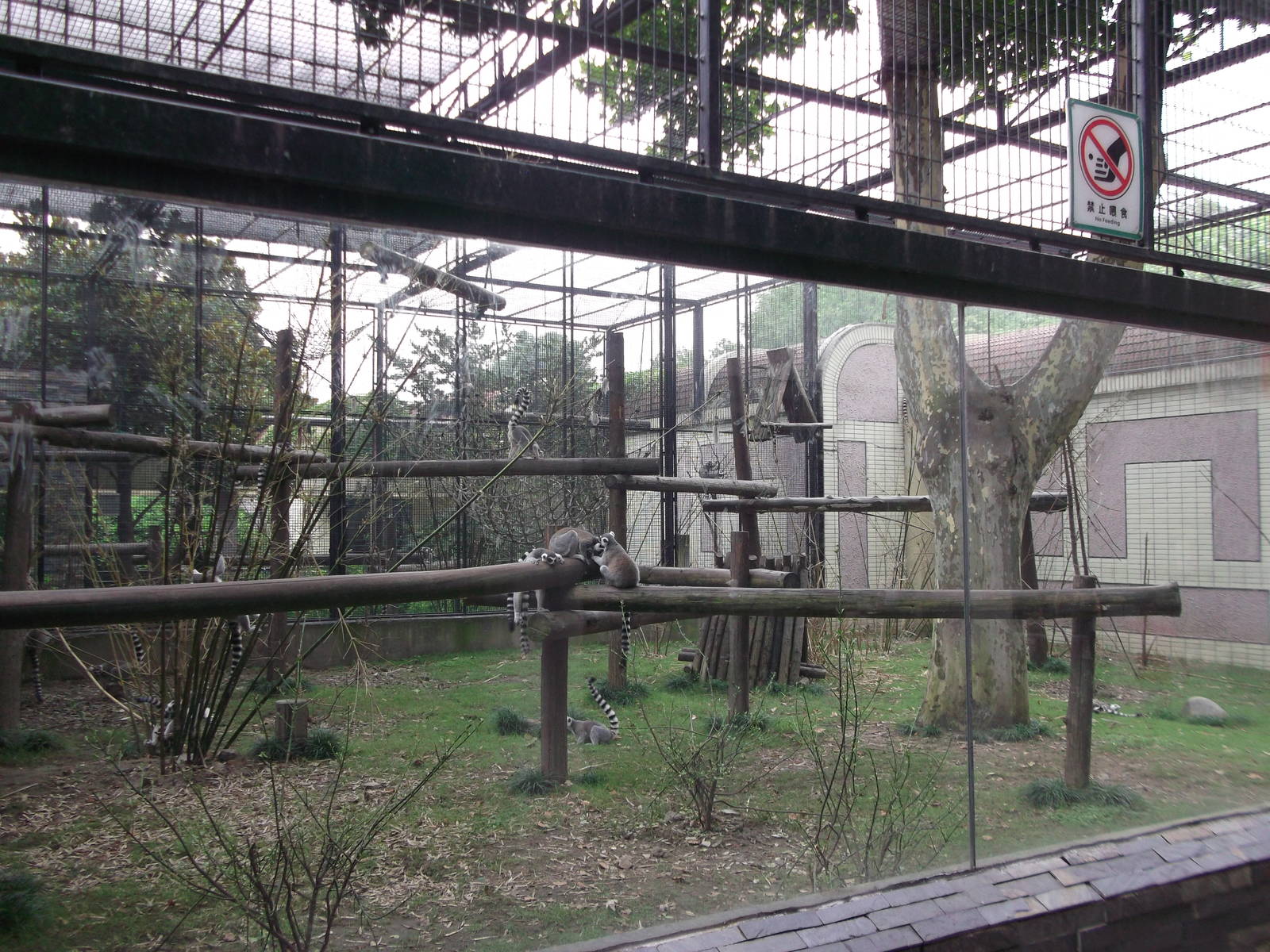 Ring-tailed Lemur enclosure