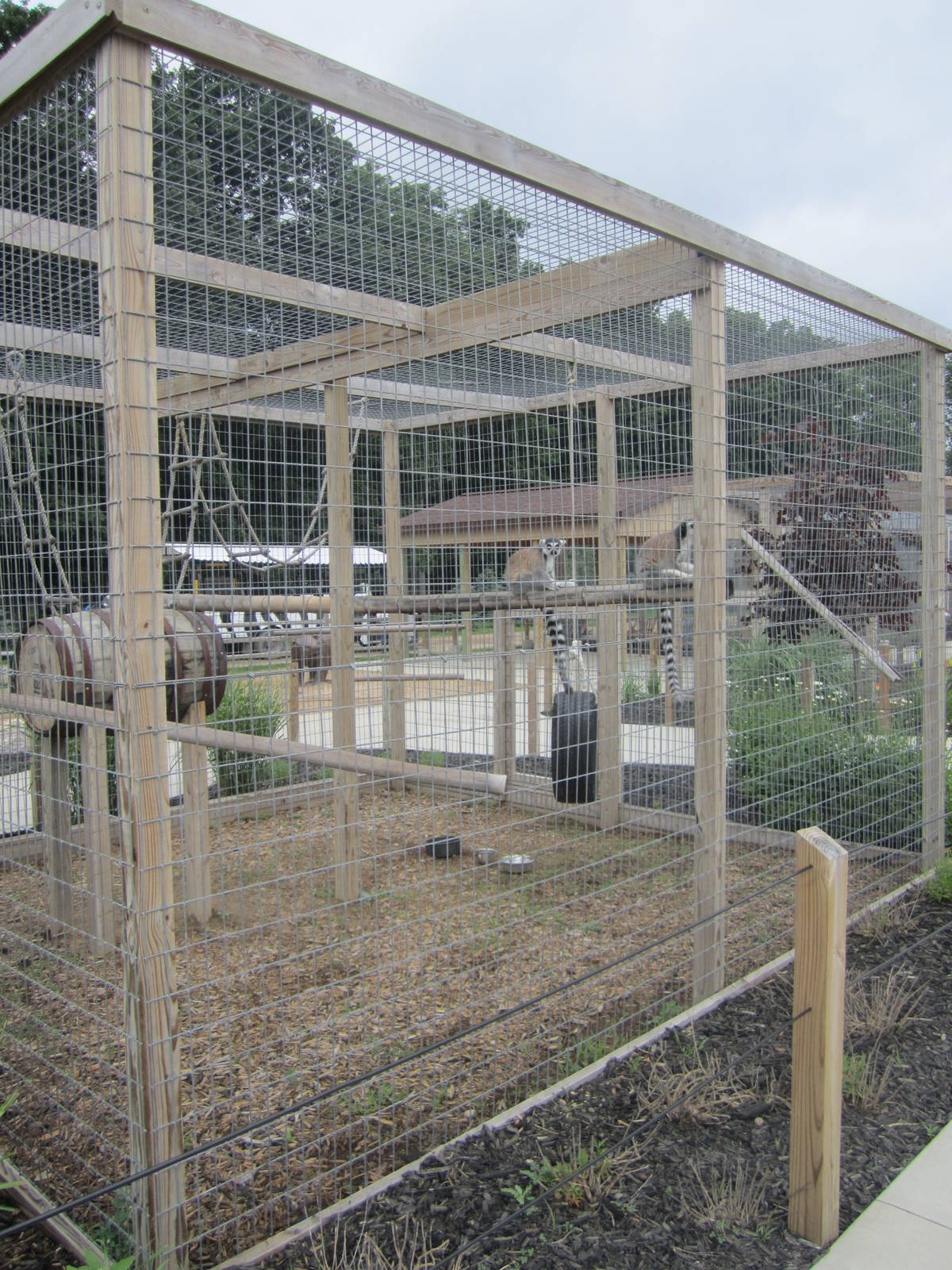 Ring Tailed Lemur Enclosure