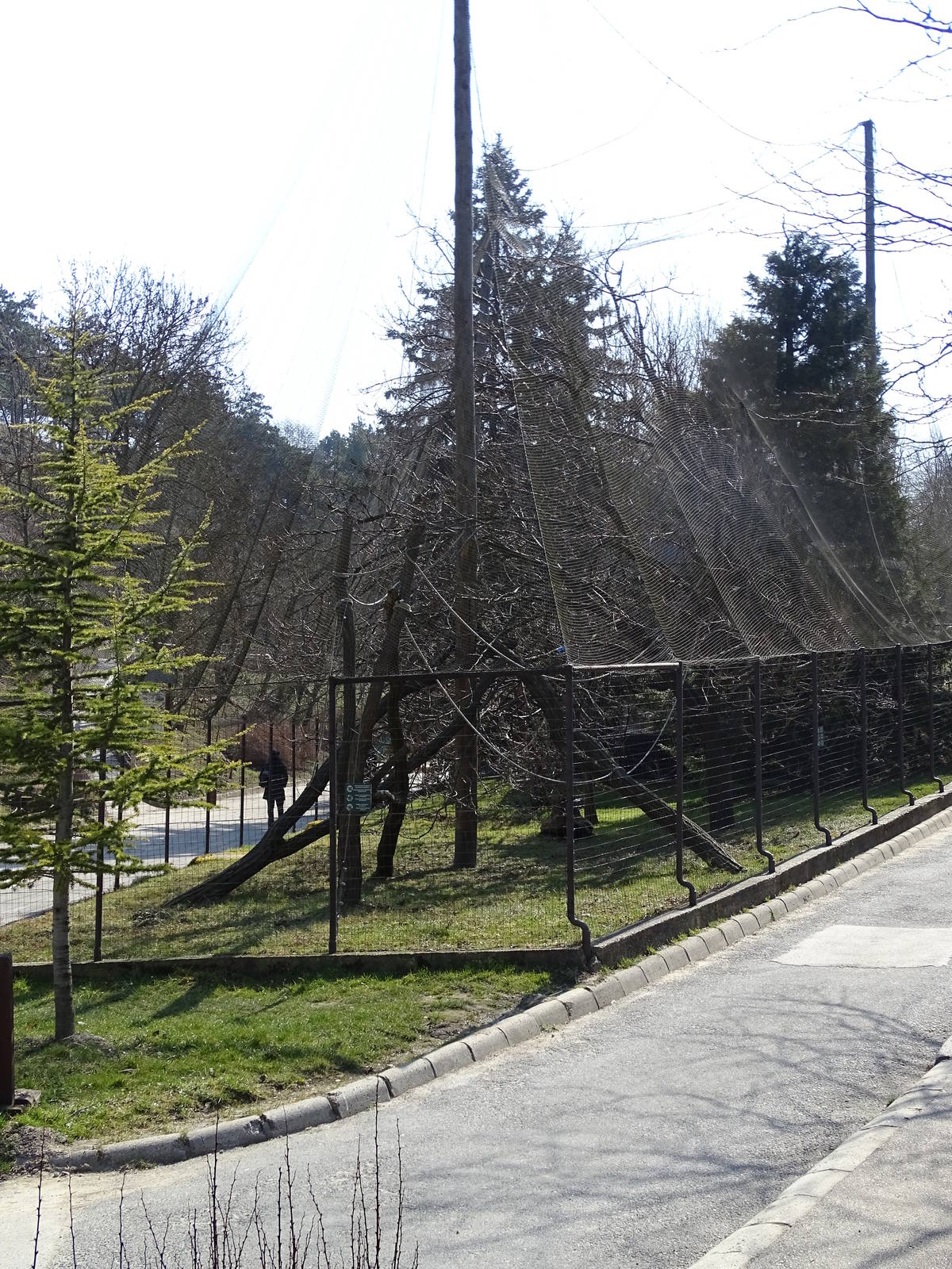 Ring-tailed lemur enclosure
