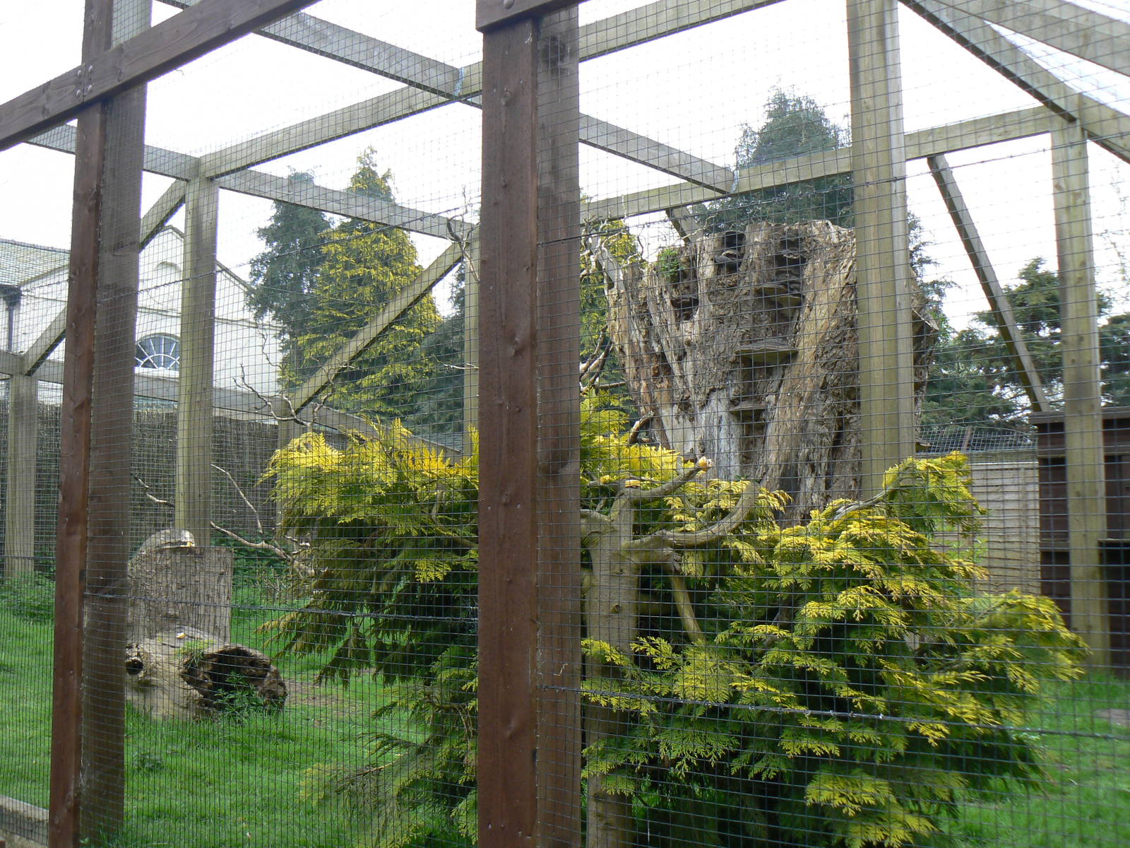 Ring-tailed Lemur Enclosure