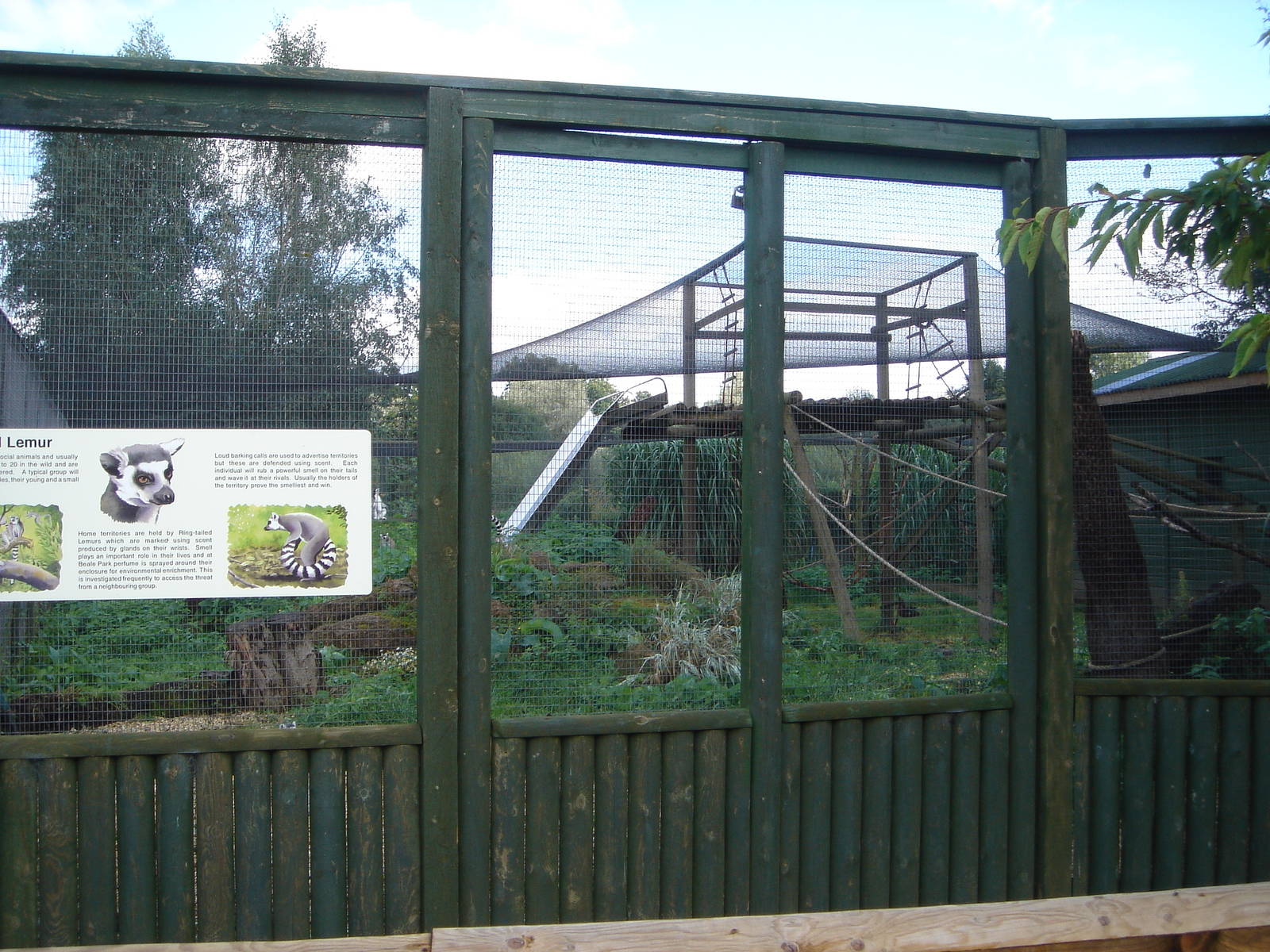 Ring-tailed Lemur enclosure.