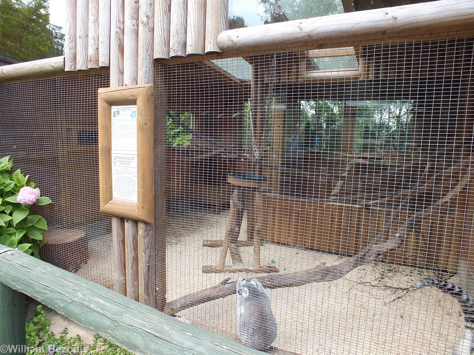 Ring-tailed Lemur Enclosure