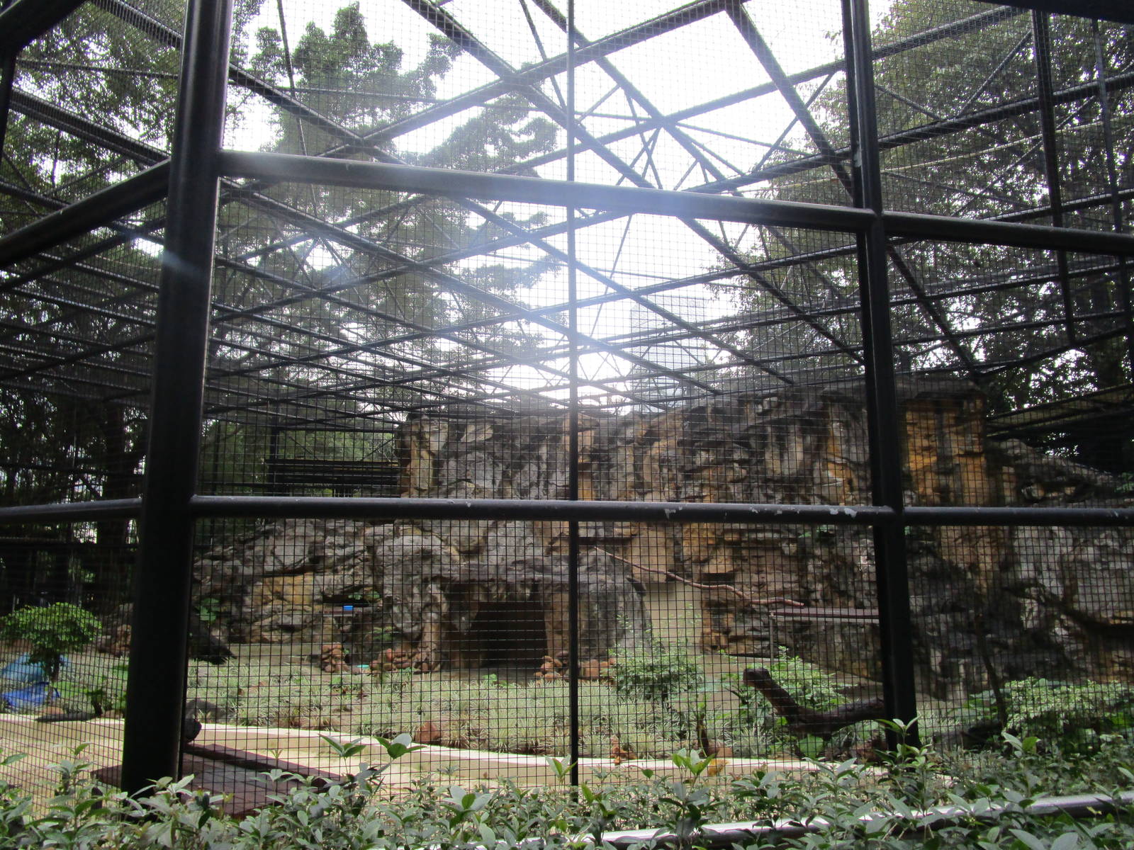 Ring-tailed Lemur Enclosure