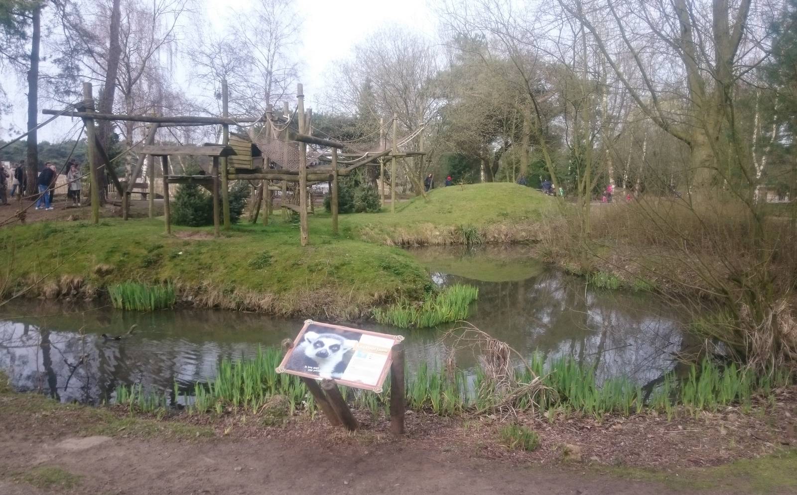 Ring-tailed lemur enclosure