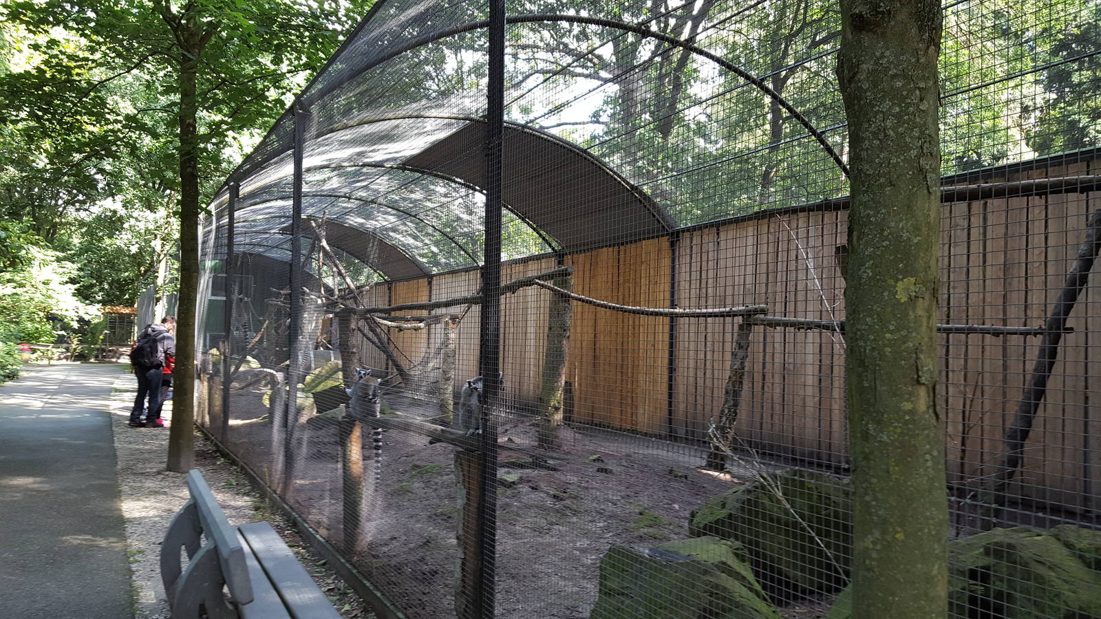 ring tailed lemur enclosure