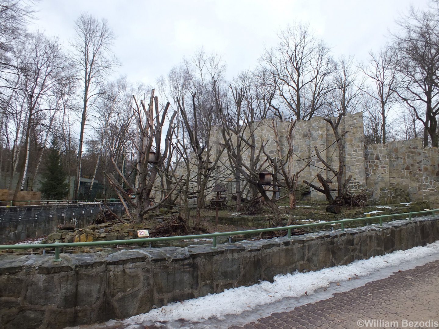 Ring-tailed Lemur Enclosure