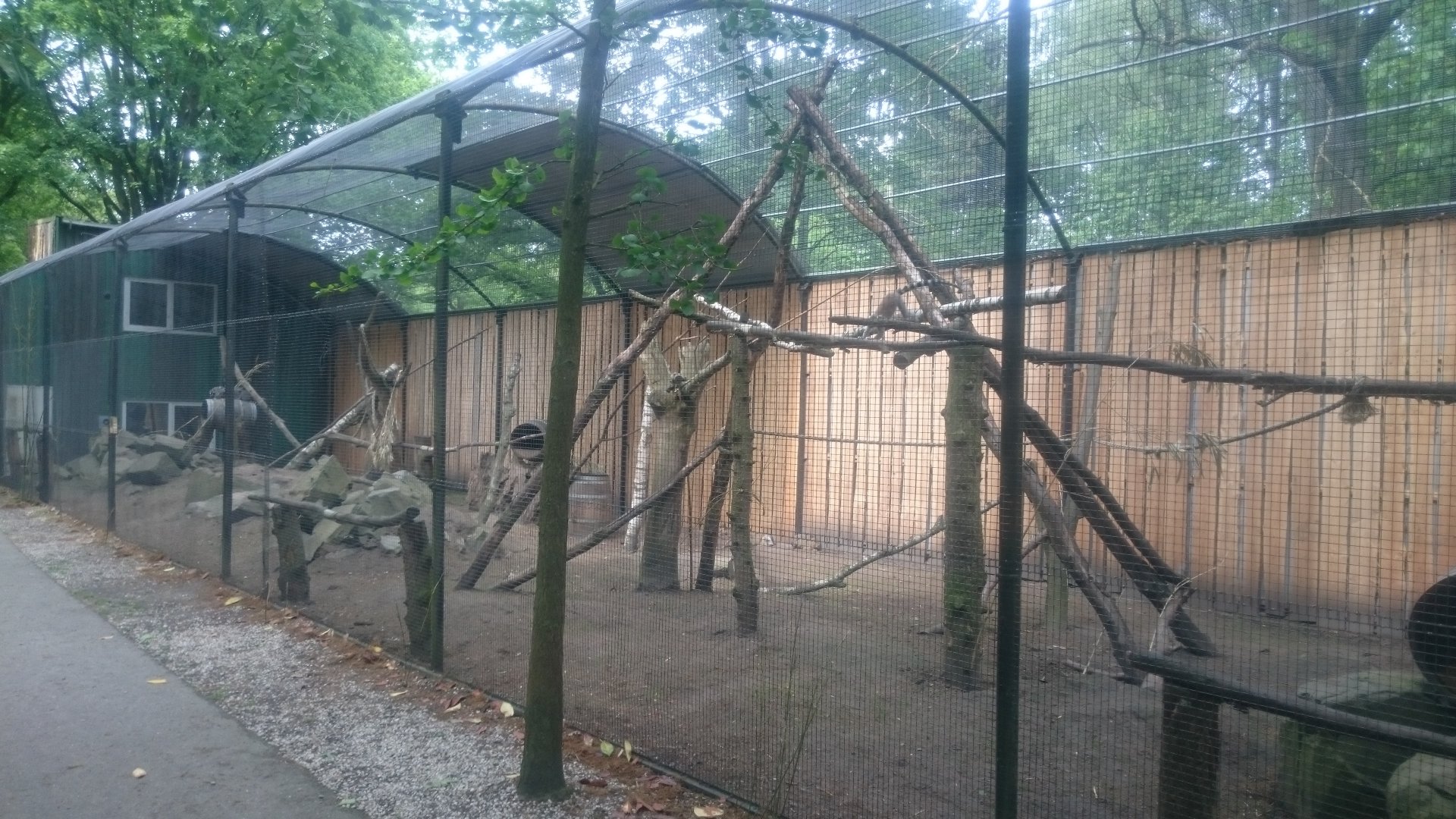 Ring-tailed lemur-enclosure