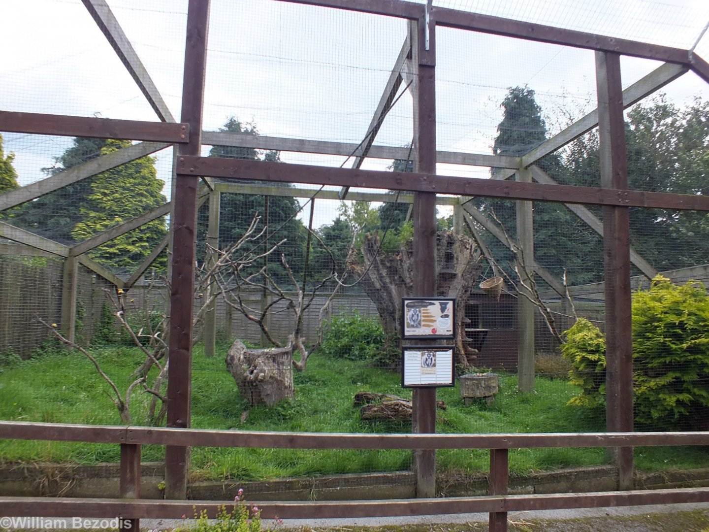 Ring-tailed Lemur Enclosure