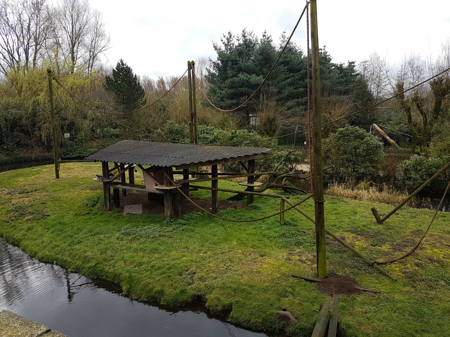 Ring-tailed lemur enclosure