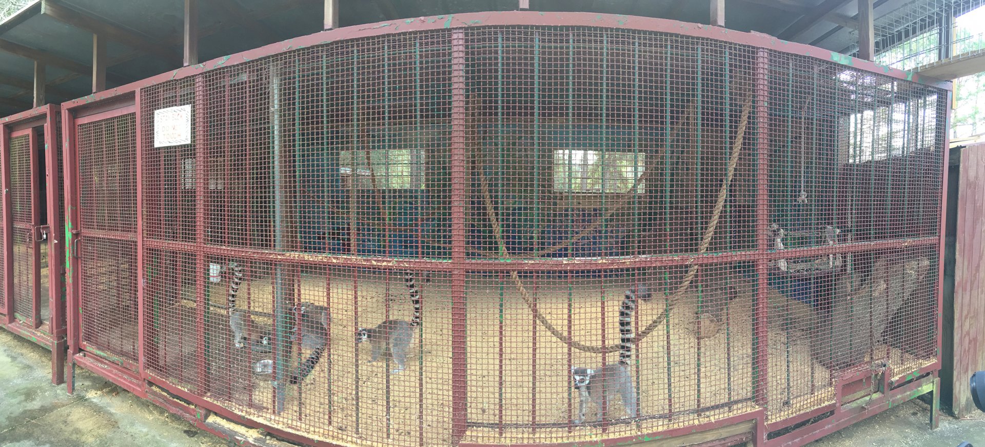 Ring Tailed Lemur Enclosure