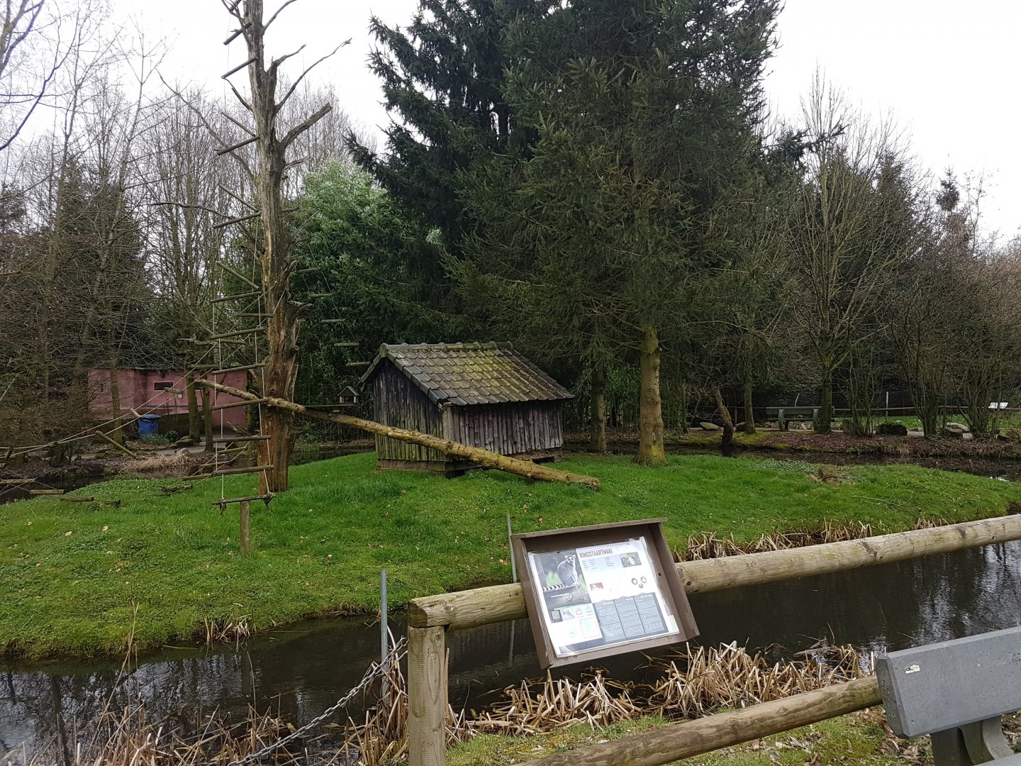Ring-tailed lemur-enclosure
