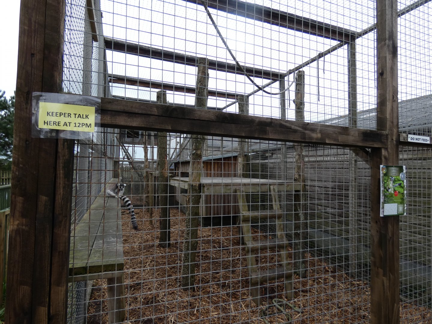 Ring-tailed Lemur Enclosure