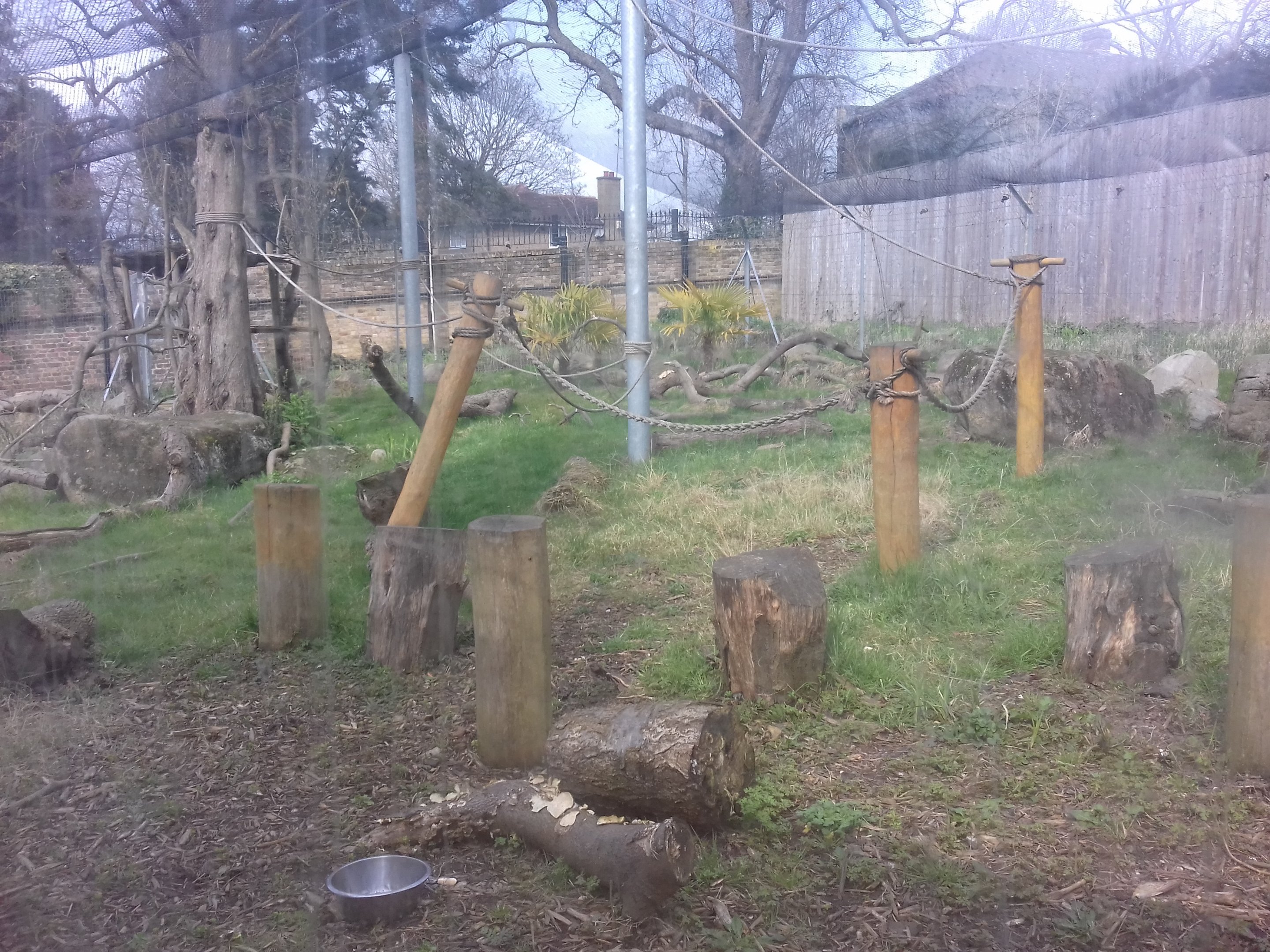 Ring-tailed lemur enclosure