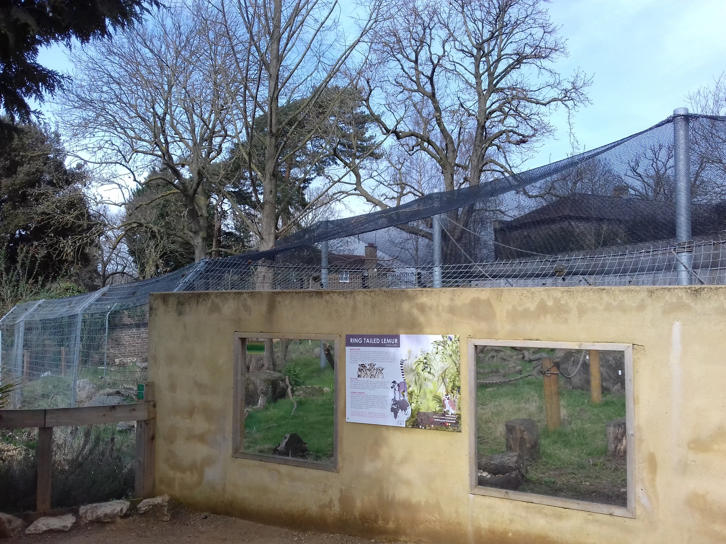 Ring-tailed lemur enclosure
