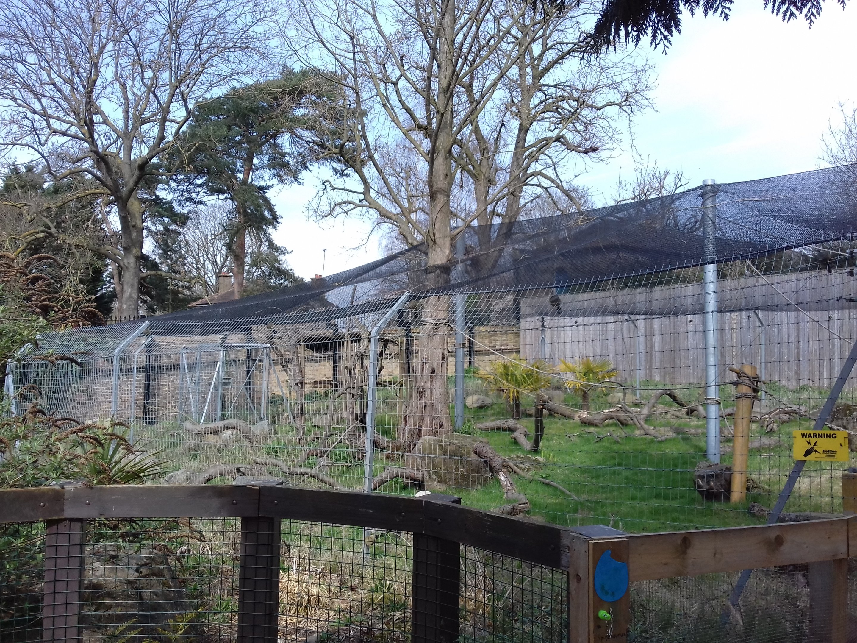 Ring-tailed lemur enclosure