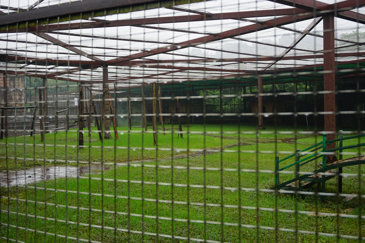 Ring-tailed lemur enclosure