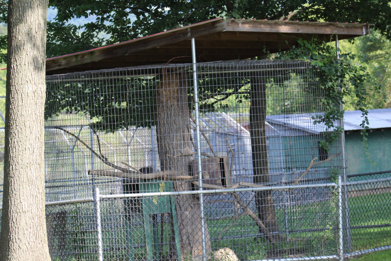 Ring-Tailed Lemur Enclosure
