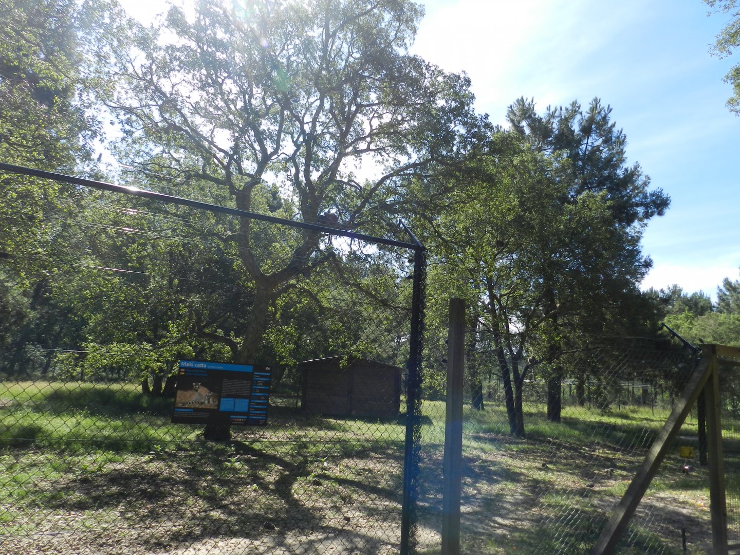 Ring-tailed Lemur enclosure