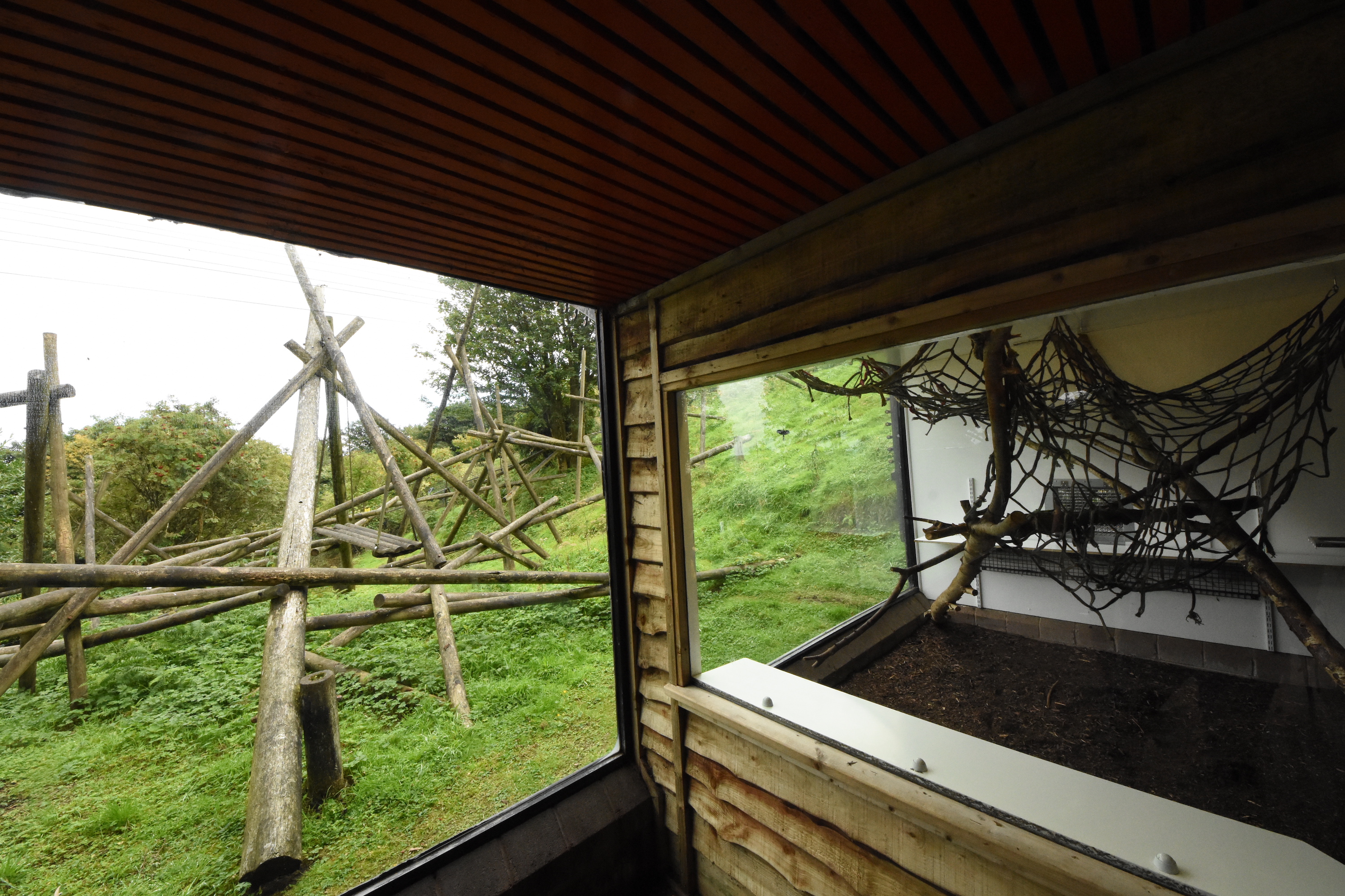 Ring-tailed lemur enclosure