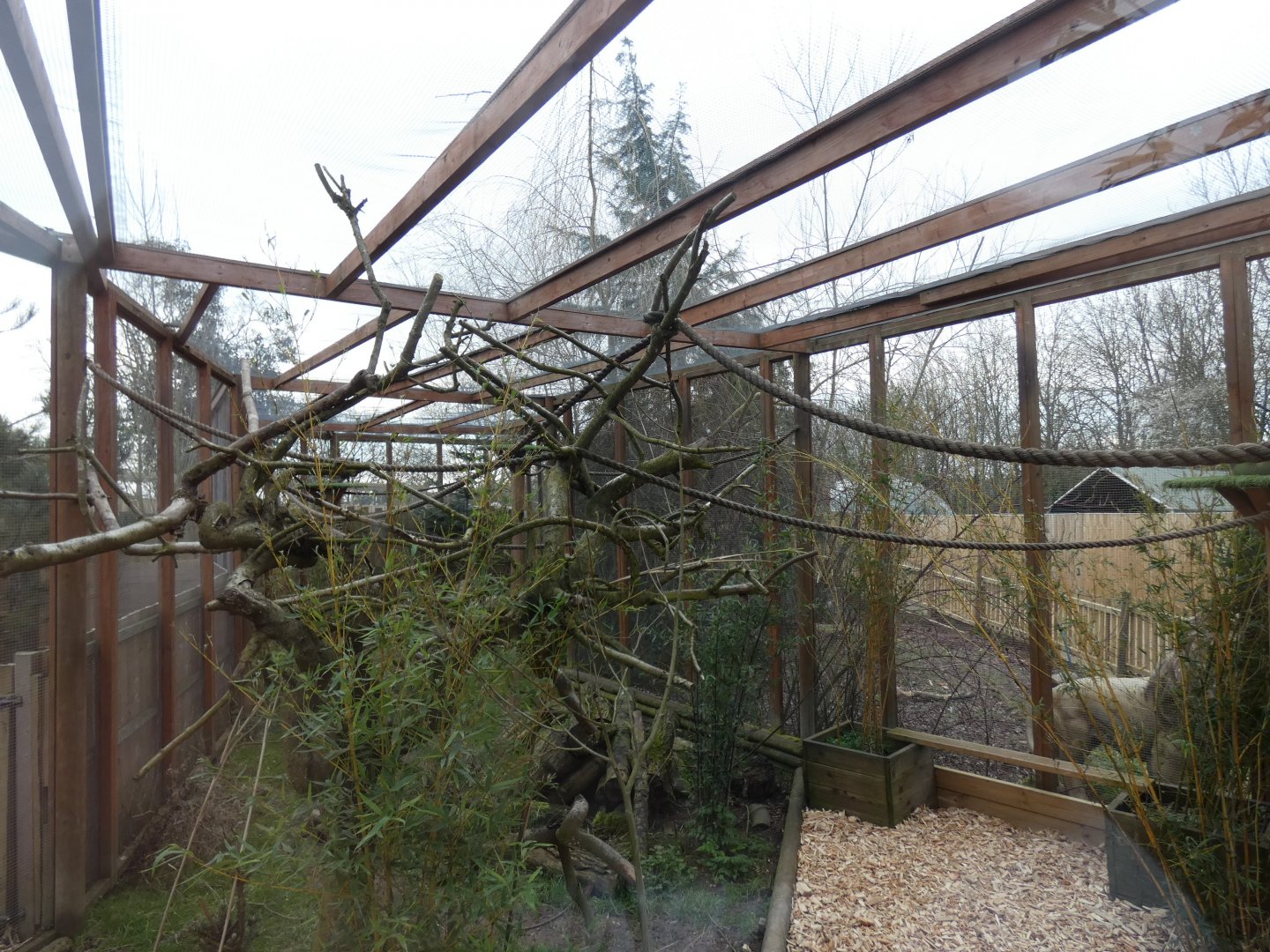 Ring-tailed Lemur enclosure