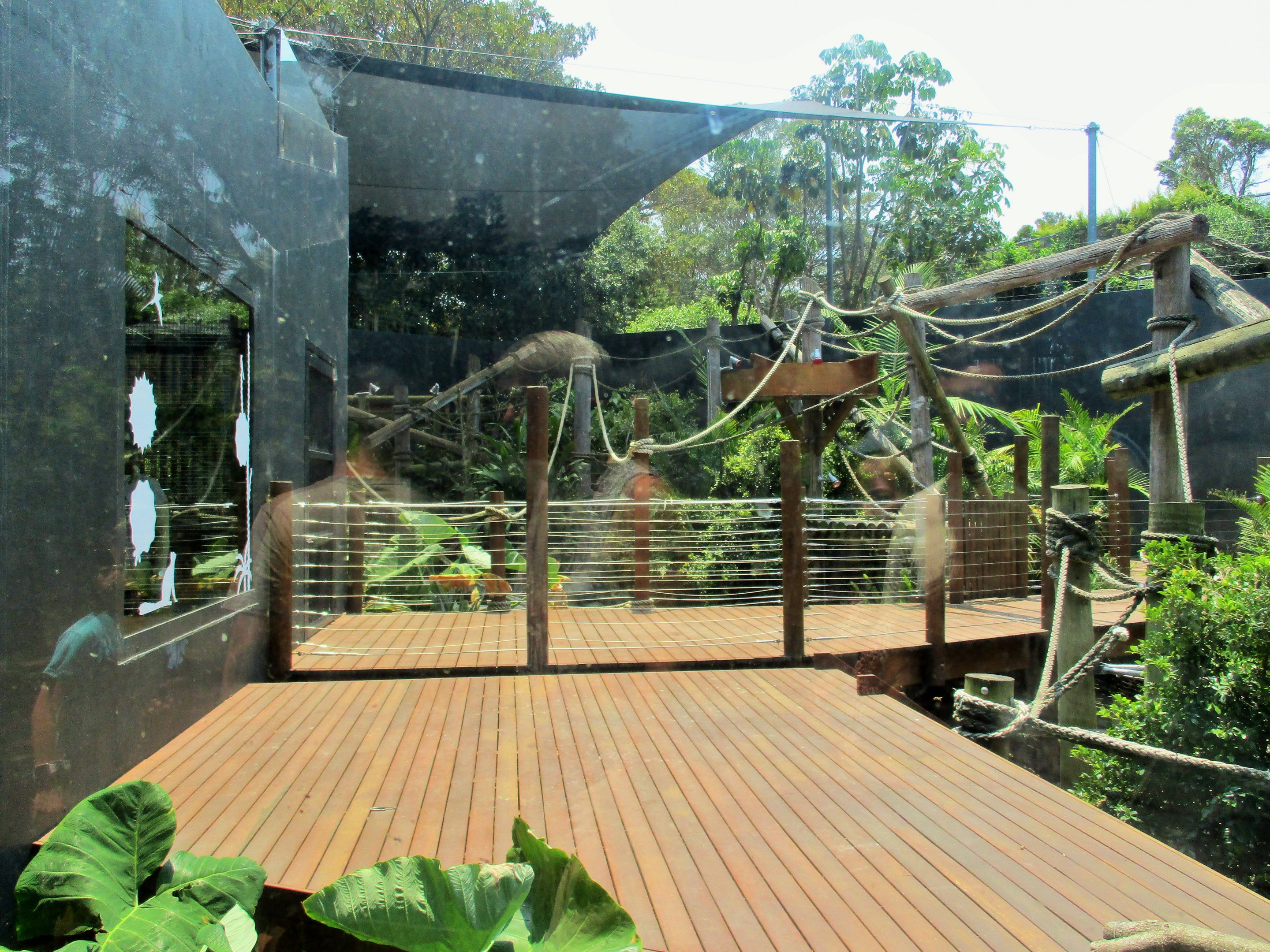 Ring-tailed Lemur Enclosure
