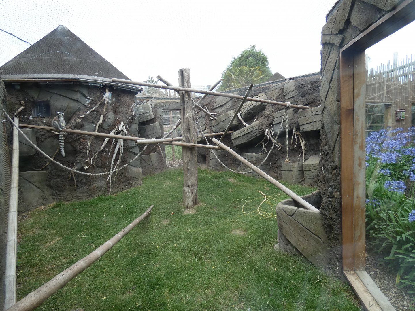 Ring-tailed Lemur enclosure
