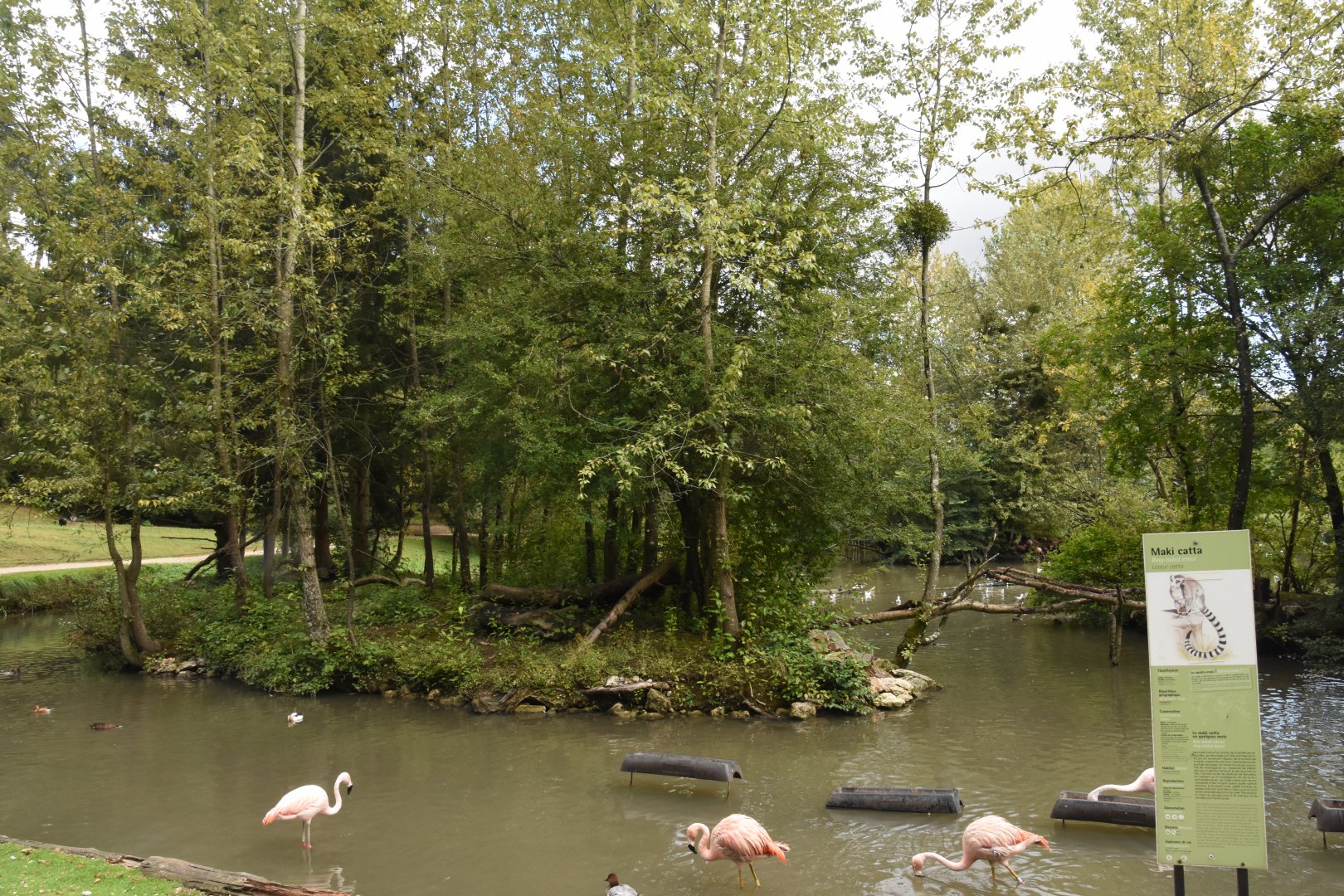 Ring-tailed Lemur enclosure