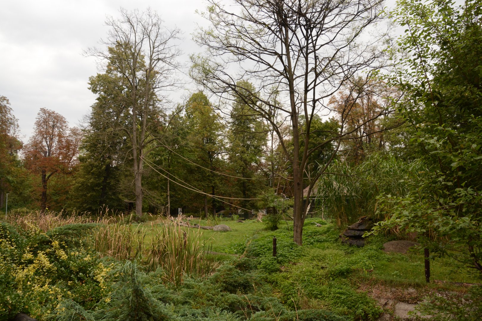 Ring-tailed Lemur enclosure