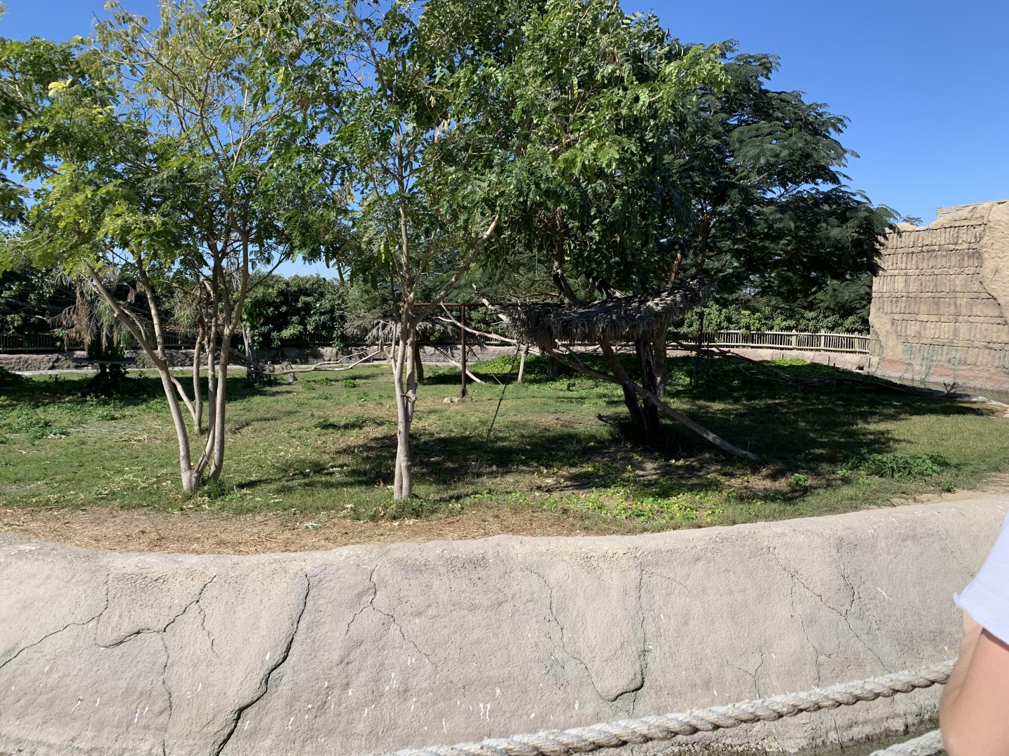 Ring-tailed lemur enclosure