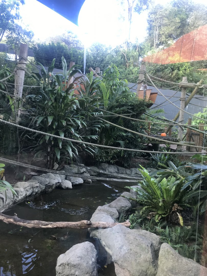 Ring Tailed Lemur Enclosure