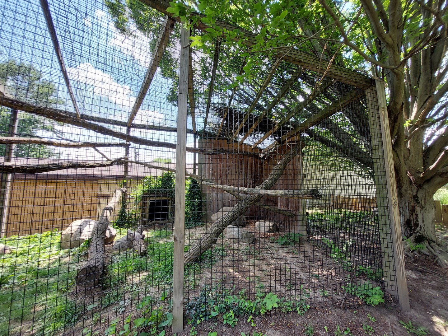 Ring Tailed Lemur Enclosure