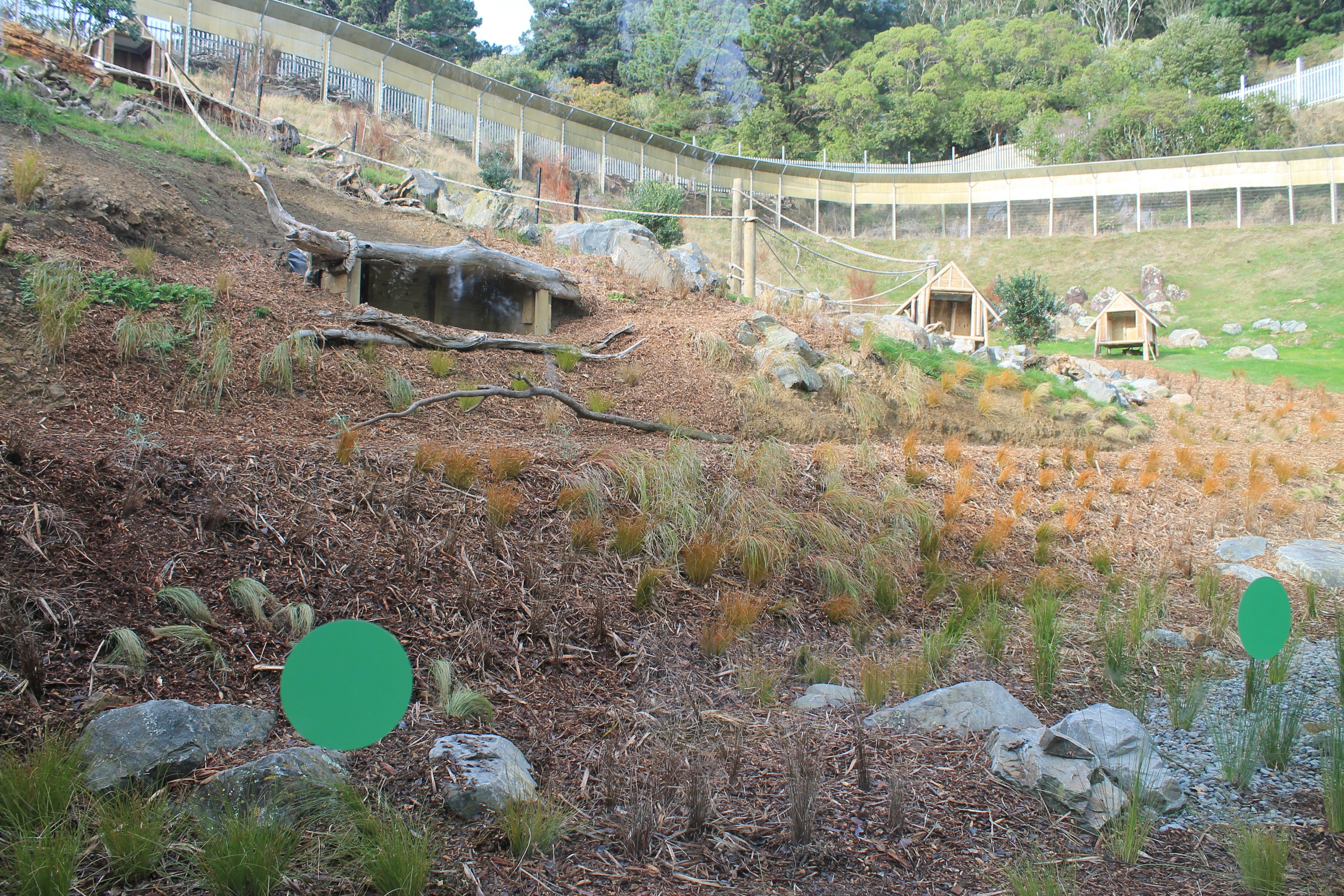 Ring-tailed Lemur enclosure