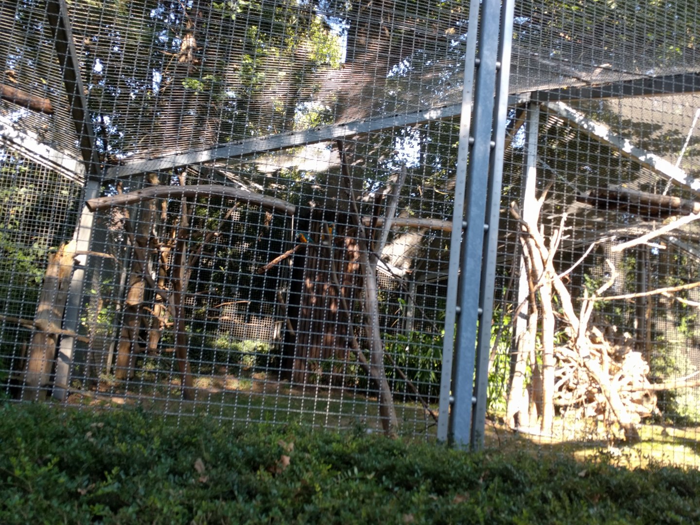 Ring tailed Lemur Enclosure