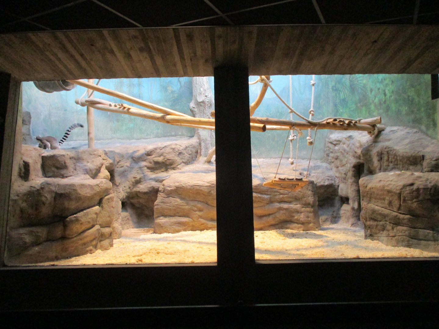Ring-tailed lemur enclosure
