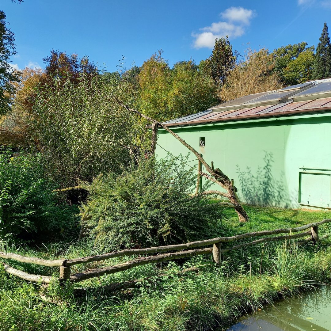 Ring-tailed lemur enclosure
