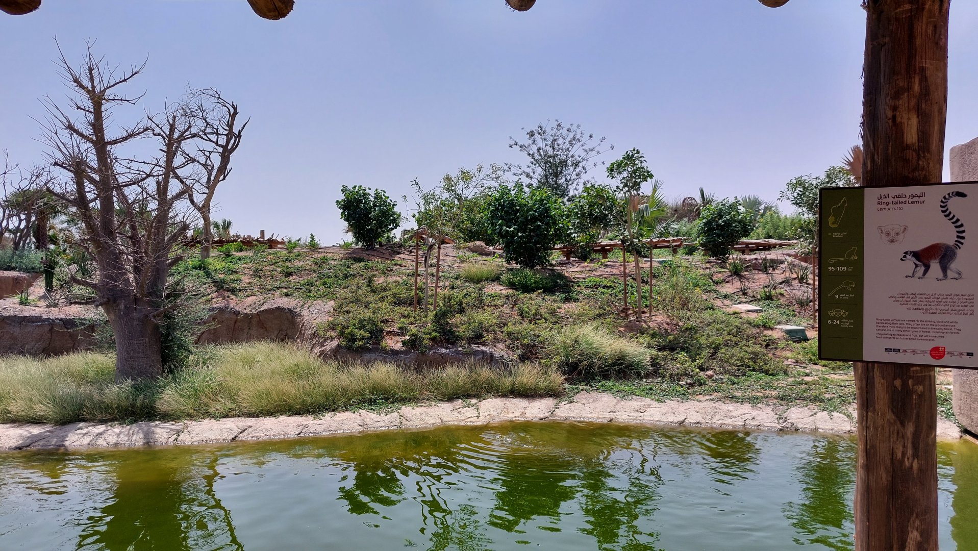 Ring-tailed Lemur enclosure
